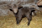 PRECIEUSE des Tourelles - chevrette miniature toy