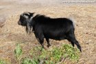 P'TIT PRINCE - bouc miniature des Tourelles