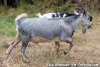 SILVER des Tourelles - bouc miniature yeux bleus
