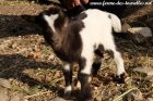 O'NEIL des Tourelles - chevreau miniature marbré aux yeux bleus