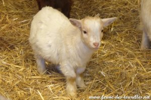 NIABAN de Chiseuil - chevreau miniature des Tourelles