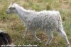 REGINA de Peluche & Fanfan - chèvre miniature semi-angora aux yeux bleus