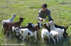 Mini chèvres et Muriel