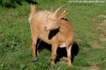 GAIA - chèvre miniature des Tourelles