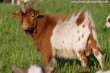 LINGO des Tourelles - bouc miniature LINGO des Tourelles - bouc extra-nain / nain
