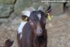 NIÑO des Tourelles - bouc miniature aux yeux bleus