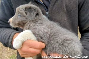 Mâle 3 des Tourelles - chiot Border Collie non LOF bleu / slate