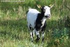 JONQUILLE - chèvre miniature motte des Tourelles
