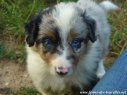 Chiot type Border Collie bleu merle tricolore yeux bleus des Tourelles