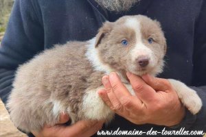 Femelle 1 des Tourelles - chienne Border Collie non LOF lilac