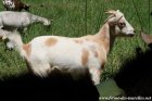 MANDARINE des Tourelles - chèvre miniature