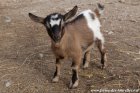 NINI des Tourelles - chevrette miniature aux yeux bleus