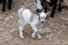 NIMBUS des Tourelles - chevreau miniature