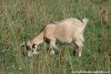 EFELIA - chèvre extra-naine des Tourelles