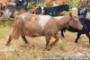 TOSCANE des Tourelles - chèvre miniature marbrée