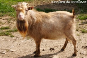 MONLOULOU des Tourelles - bouc miniature