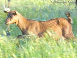 FANFAN - chèvre naine motte des Tourelles