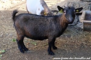 DUCHESSE II - chèvre miniature extra-naine des Tourelles