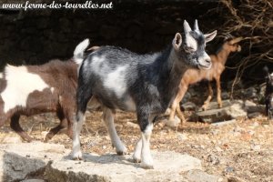 PICKELS des Tourelles - chevreau miniature