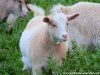 JISABELLE des Tourelles - chèvre naine semi-angora