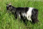 JANNA - chèvre miniature à poils longs des Tourelles
