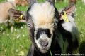 Chèvres et boucs miniatures aux yeux bleus ou bicolores (bleu / marron) des Tourelles
