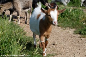 LALOU - chèvre miniature des Tourelles