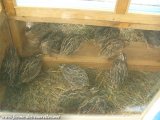 Cailles de la Ferme des Tourelles