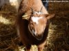 IMEKA - chèvre miniature des Tourelles