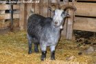 LAÏCA - chèvre semi-miniature des Tourelles