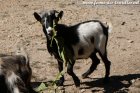 PANDA - bouc miniature