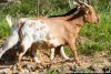 POUSSINETTE des Tourelles - chèvre miniature marbrée