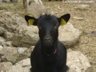 FLEUR - chèvre miniature des Tourelles