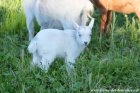 LETTY des Tourelles - chevrette miniature