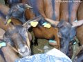 Câlins à gogo - chèvres Alpines des Tourelles