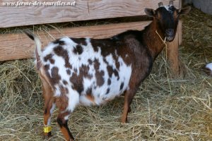 BONNIE - chèvre naine des Tourelles