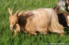 JALIA des Tourelles - chèvre semi-miniature à poils longs