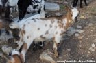 POMPONETTE des Tourelles - chevrette miniature dalmatienne aux yeux bleus