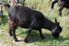 OPHRA des Tourelles - chèvre miniature aux yeux bleus