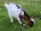 JANELLE - chèvre miniature des Tourelles