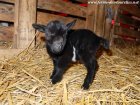 MOUSTIC des Tourelles - chevreau extra-toy