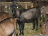 Bouc Alpin Bouc Alpin