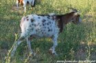 JYKA de Chiseuil - chèvre miniature dalmatienne à la Ferme des Tourelles