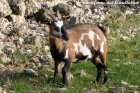 MALAWE des Tourelles - chèvre miniature