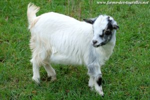 JAMAÏCA - chèvre miniature des Tourelles
