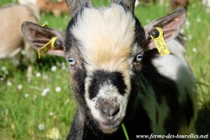 LOUSTIC de Talyna - bouc miniature aux yeux bleus