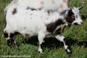 MAÏWEN des Tourelles - chèvre miniature