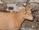 GAIA - chèvre miniature des Tourelles