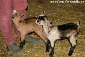 S- & SORAYA des Tourelles - chevreaux alpins