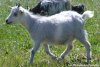 HINES - chèvre miniature des Tourelles